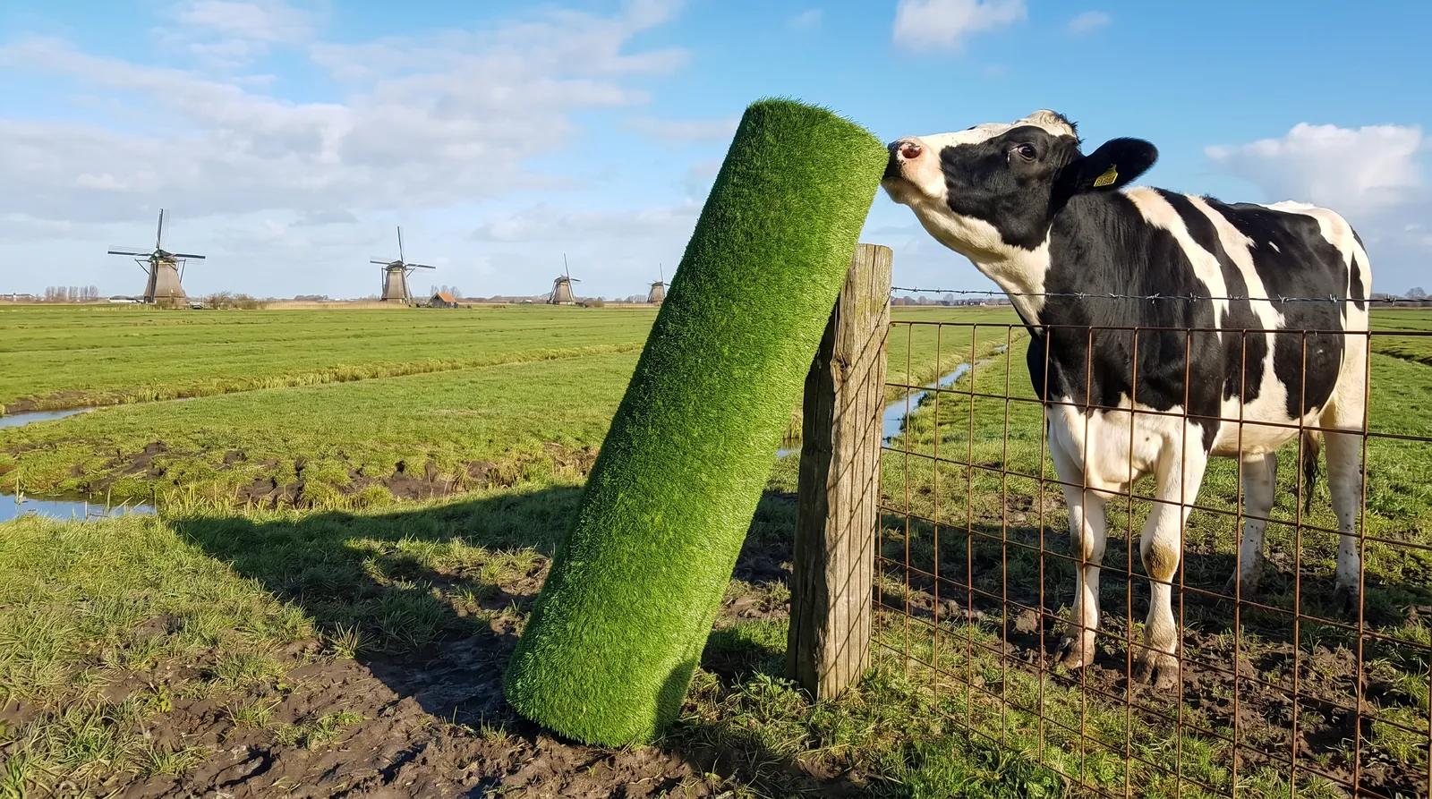 Kuh schnuppert an einer Rolle Kunstrasen mit holländischen Windmühlen im Hintergrund